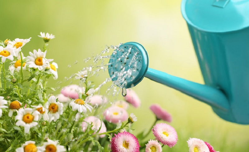 Watering and feeding flowers