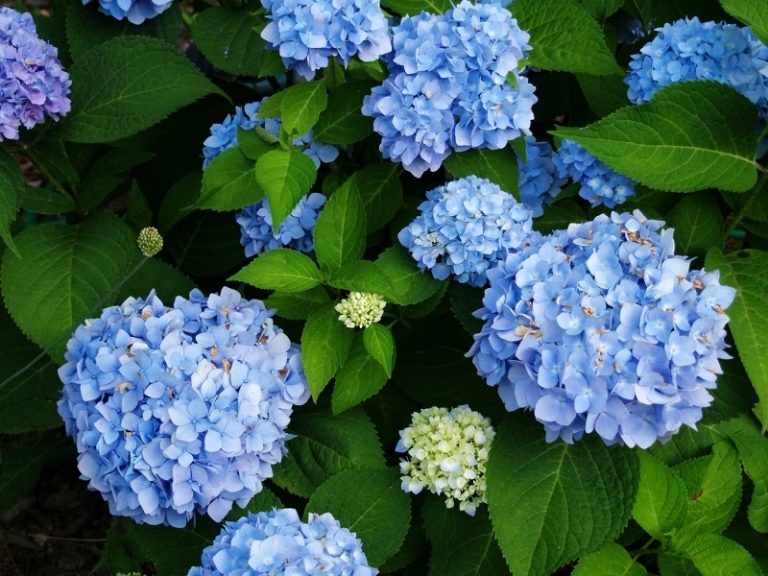 Care for hydrangeas Flower Blog