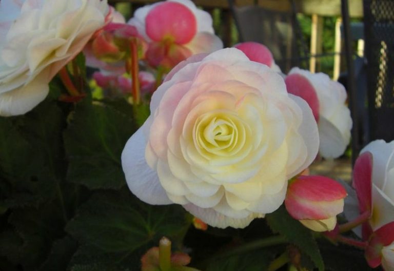 How to plant begonias Flower Shop