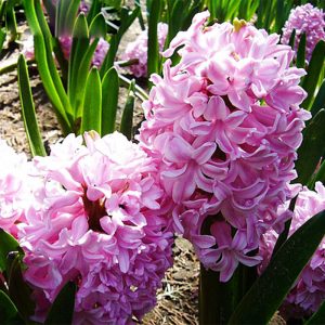 hyacinth-ornamental-plant-for-gardens-and-balconies