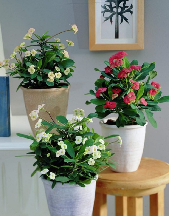 10 best indoor flowering plants - Flower Shop