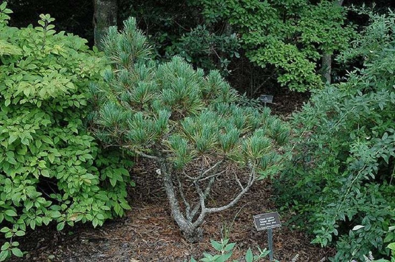 How to Plant a Cedar in a Garden Plot?