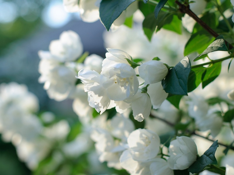 Jasmine: Planting, Care And Reproduction At Home