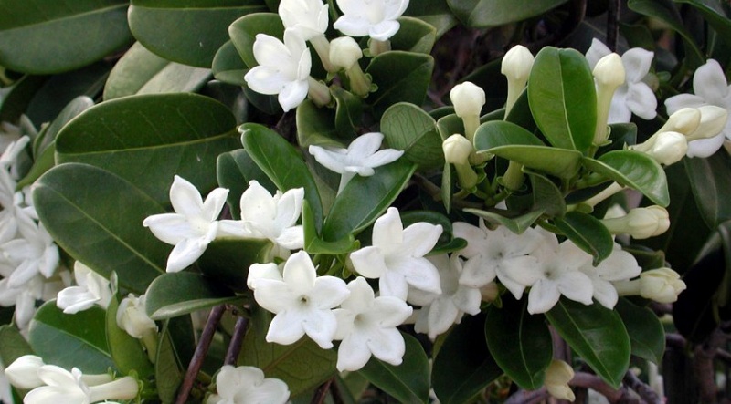 Jasmine: Planting, Care And Reproduction At Home