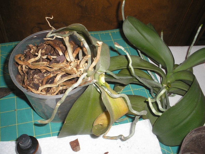 How To Propagate The Orchid?