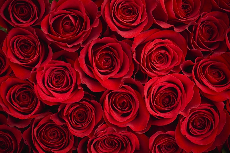 Interesting Facts About Roses