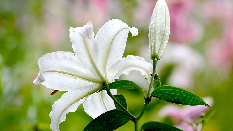 Lily - A Symbol Of Innocence And Purity