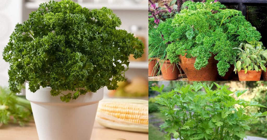 Care of parsley How to do it properly? Flower Shop