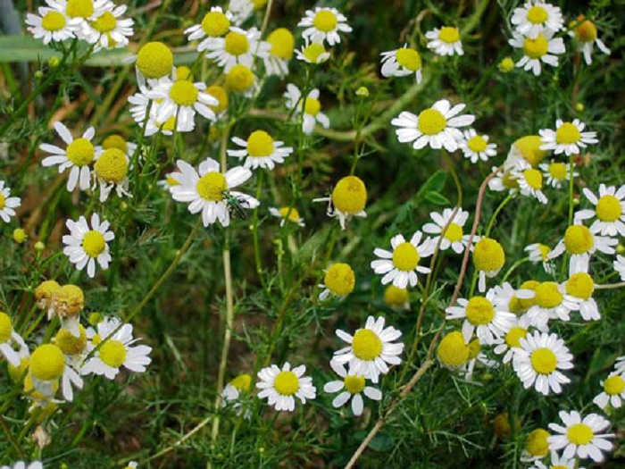 how to grow chamomile indoors