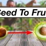 Will an Avocado Seed Produce Fruit?