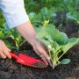 Benefits of Organic Gardening