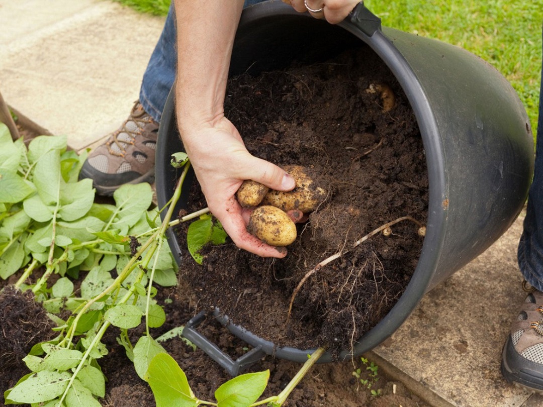 Harvesting Your Potatoes