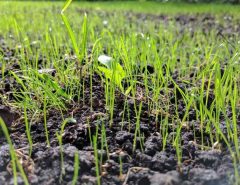 What do I need to know about planting grass seed?