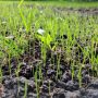 What do I need to know about planting grass seed?
