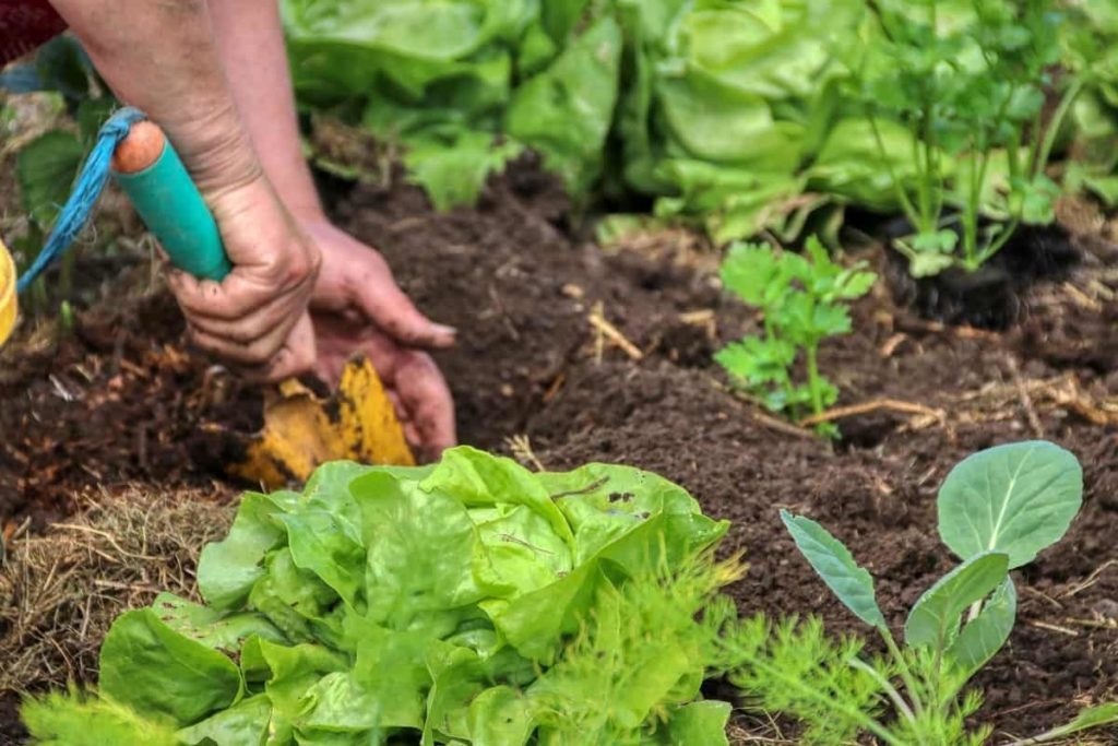 How To Start A Garden 101