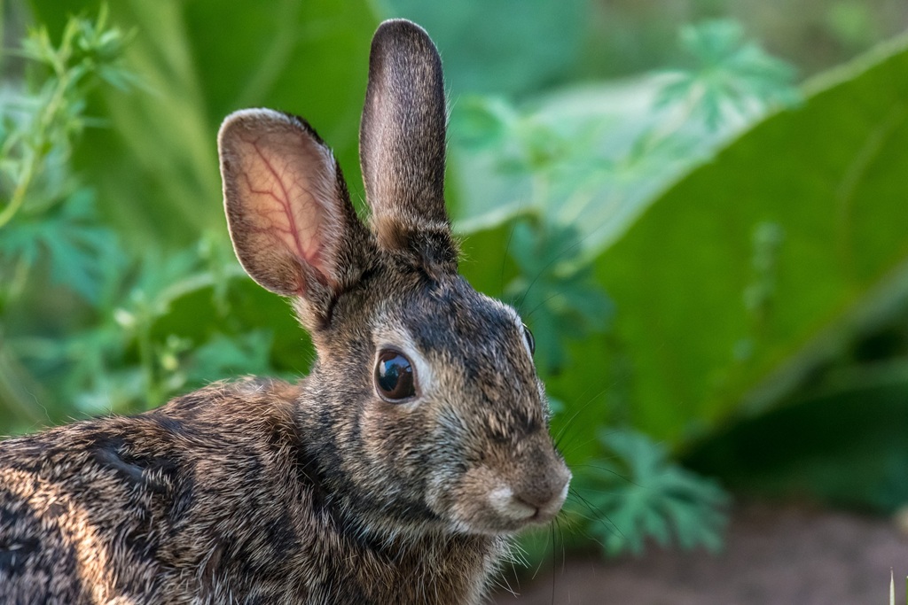 Does human hair keep rabbits out of your garden