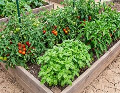 Why Vegetable Gardens in Sacramento, CA Lose Nutrients After Heavy Watering