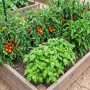 Why Vegetable Gardens in Sacramento, CA Lose Nutrients After Heavy Watering